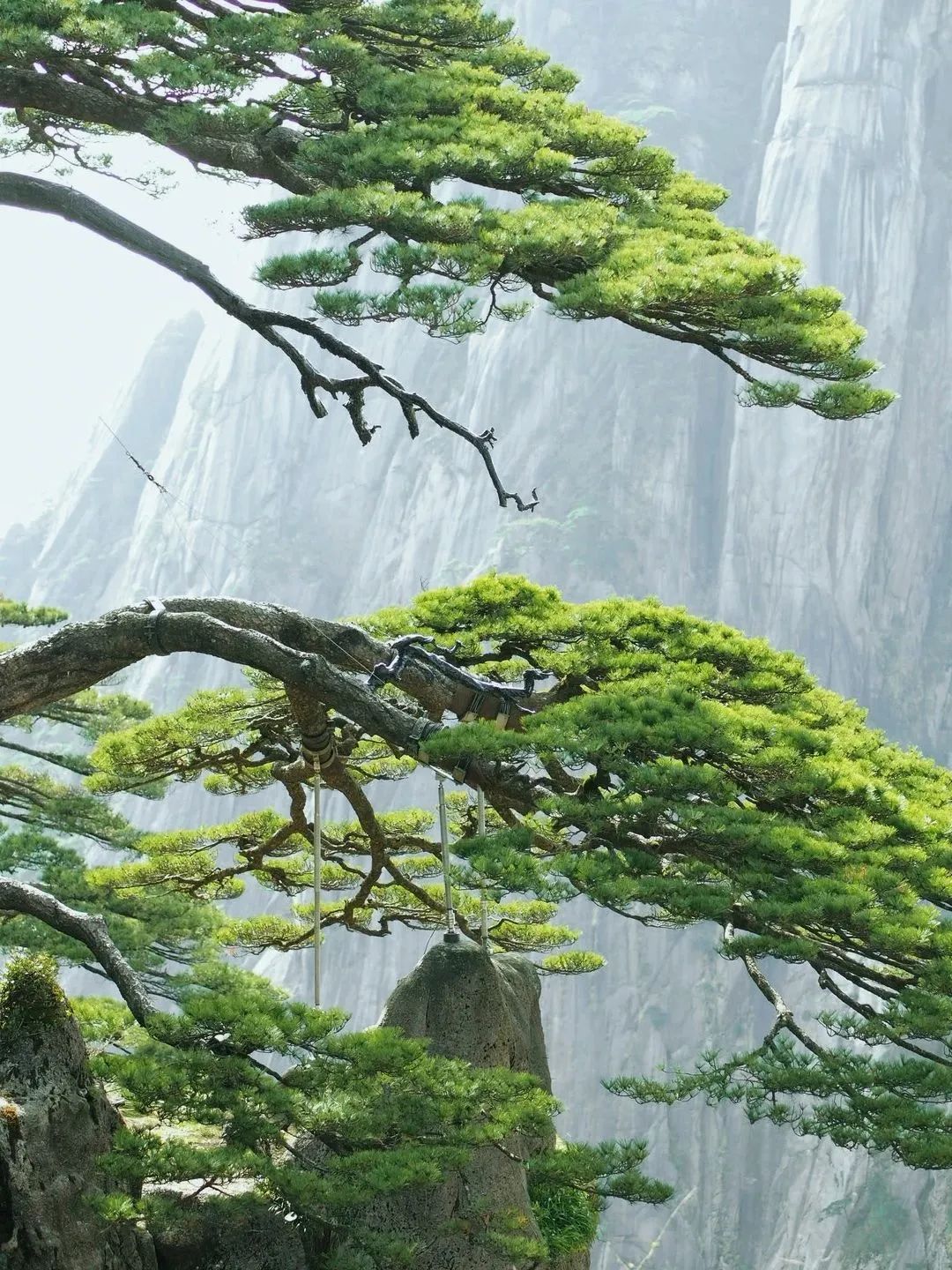 東方龍商務(wù)與春天有個(gè)約會(huì)！集團(tuán)100余人赴安徽黃山“團(tuán)建”，太嗨了！“奔跑二季度”——我們準(zhǔn)備好了！